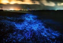 bioluminescence beach
