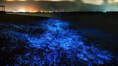 bioluminescence beach