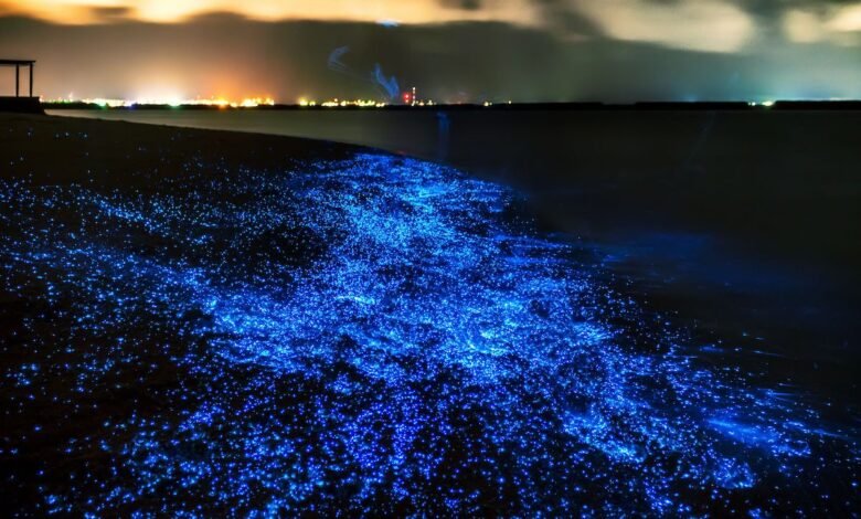 bioluminescence beach