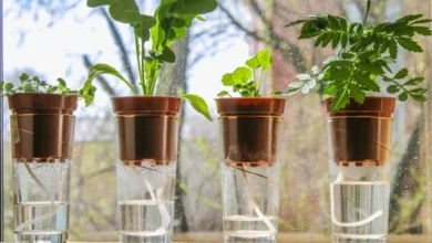 self watering plants