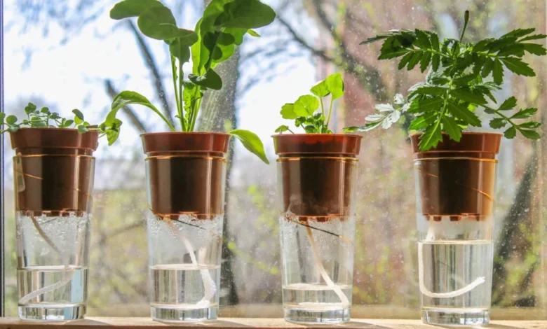 self watering plants